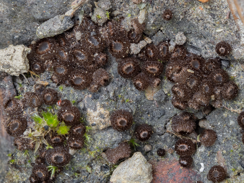 Trichophaea gregaria
